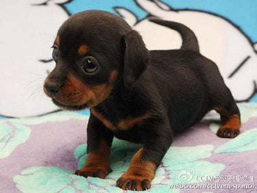 Doberman Pinscher Puppy Diamond Painting Kit - DIY